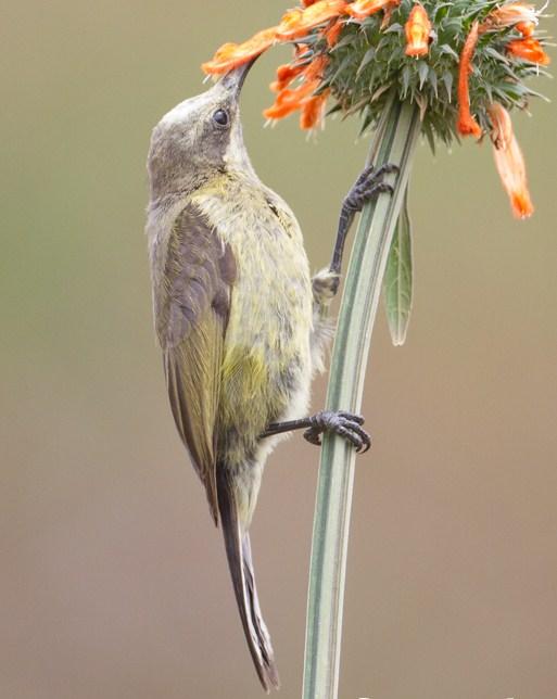 Bronze Sunbird Photo by Mike Barth
