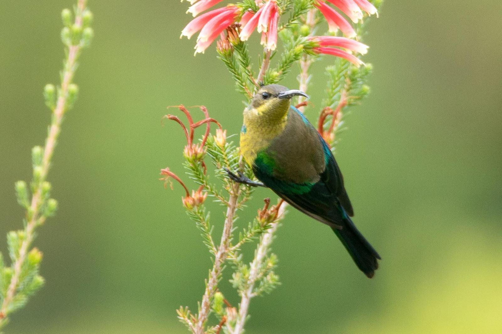 Malachite Sunbird Photo by Gerald Hoekstra