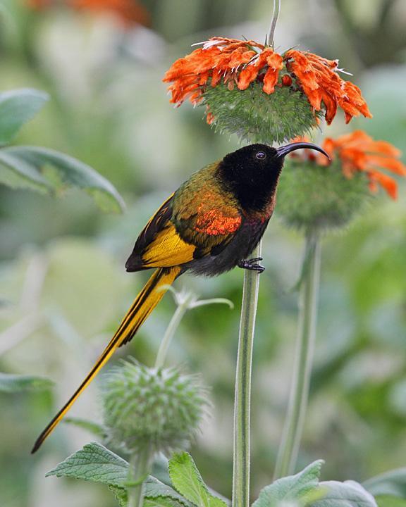 Golden-winged Sunbird Photo by Jack Jeffrey