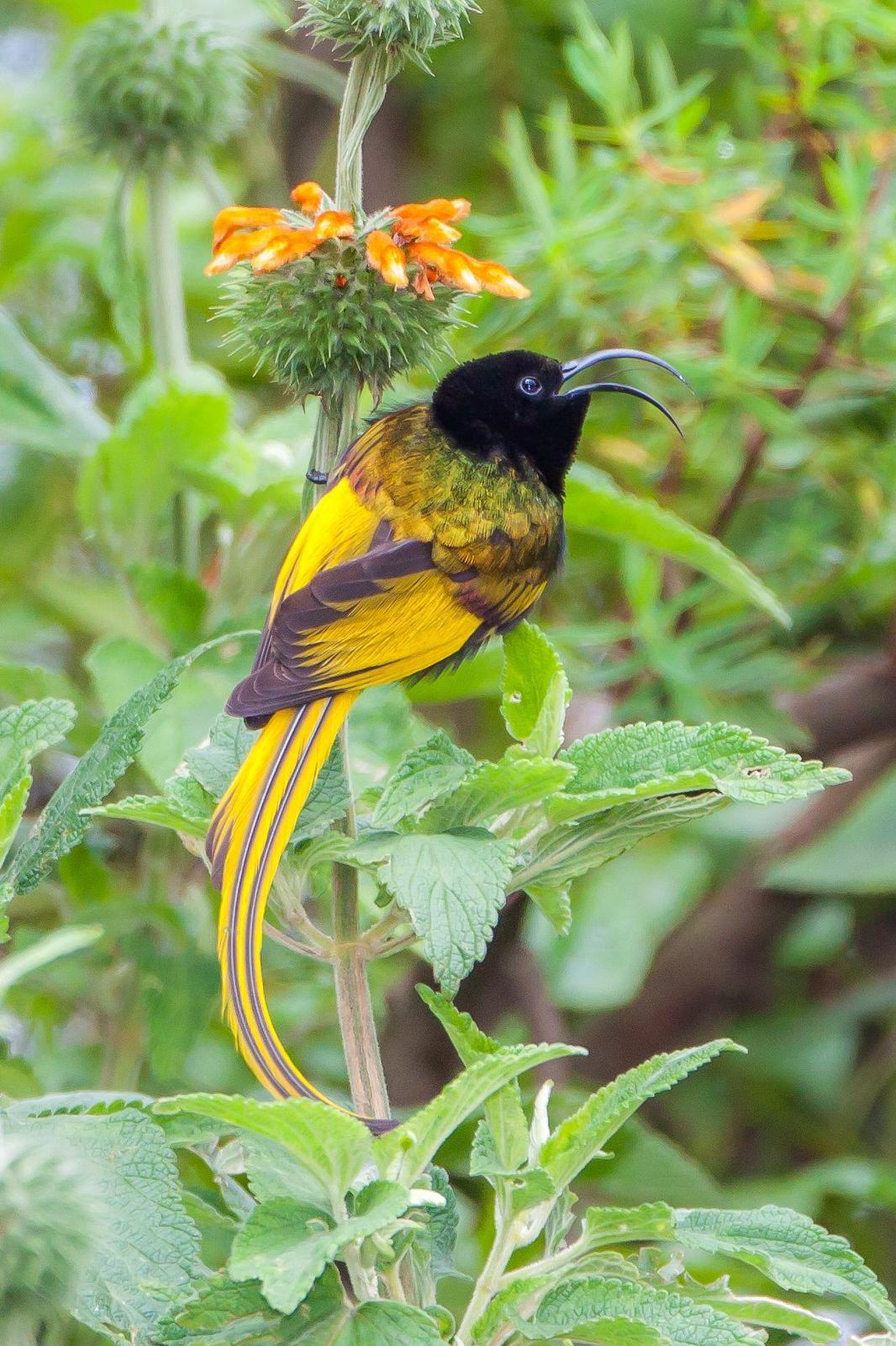 Golden-winged Sunbird Photo by David Leonard