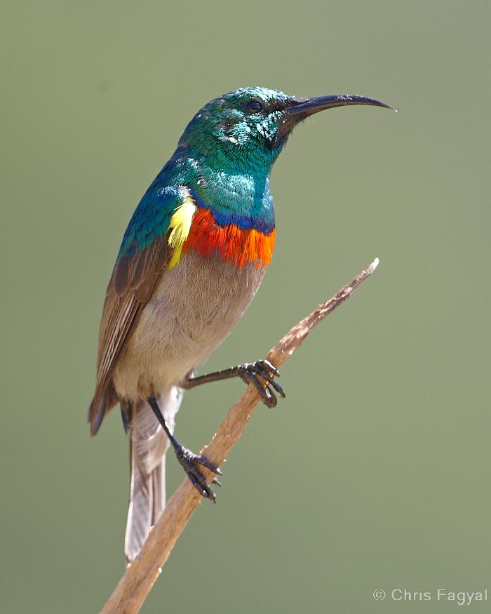 Southern Double-collared Sunbird Photo by Chris Fagyal