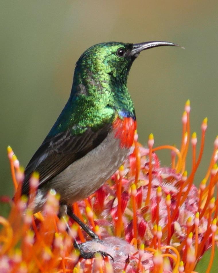 Southern Double-collared Sunbird Photo by Peter Lowe