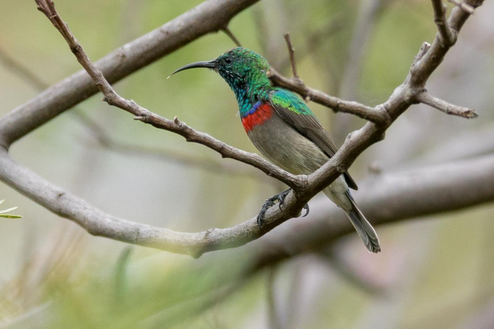 Southern Double-collared Sunbird Photo by Gerald Hoekstra
