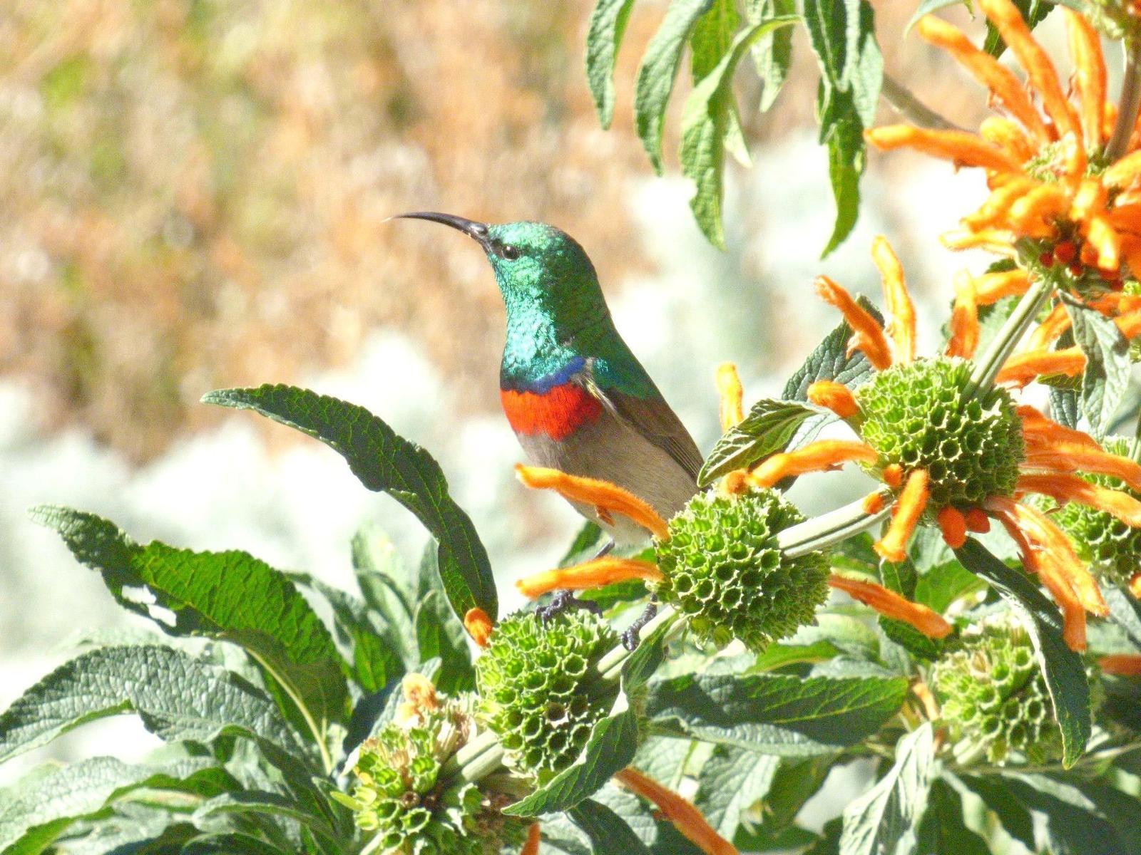 Southern Double-collared Sunbird Photo by James Pierce