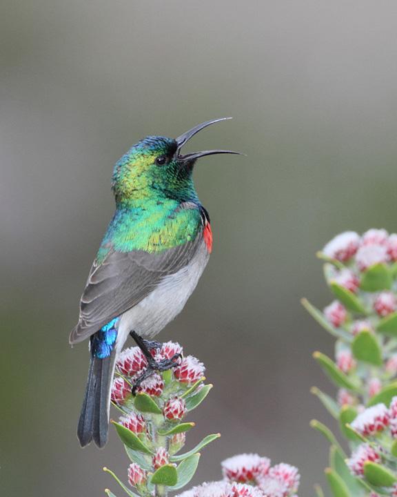 Southern Double-collared Sunbird Photo by Jack Jeffrey