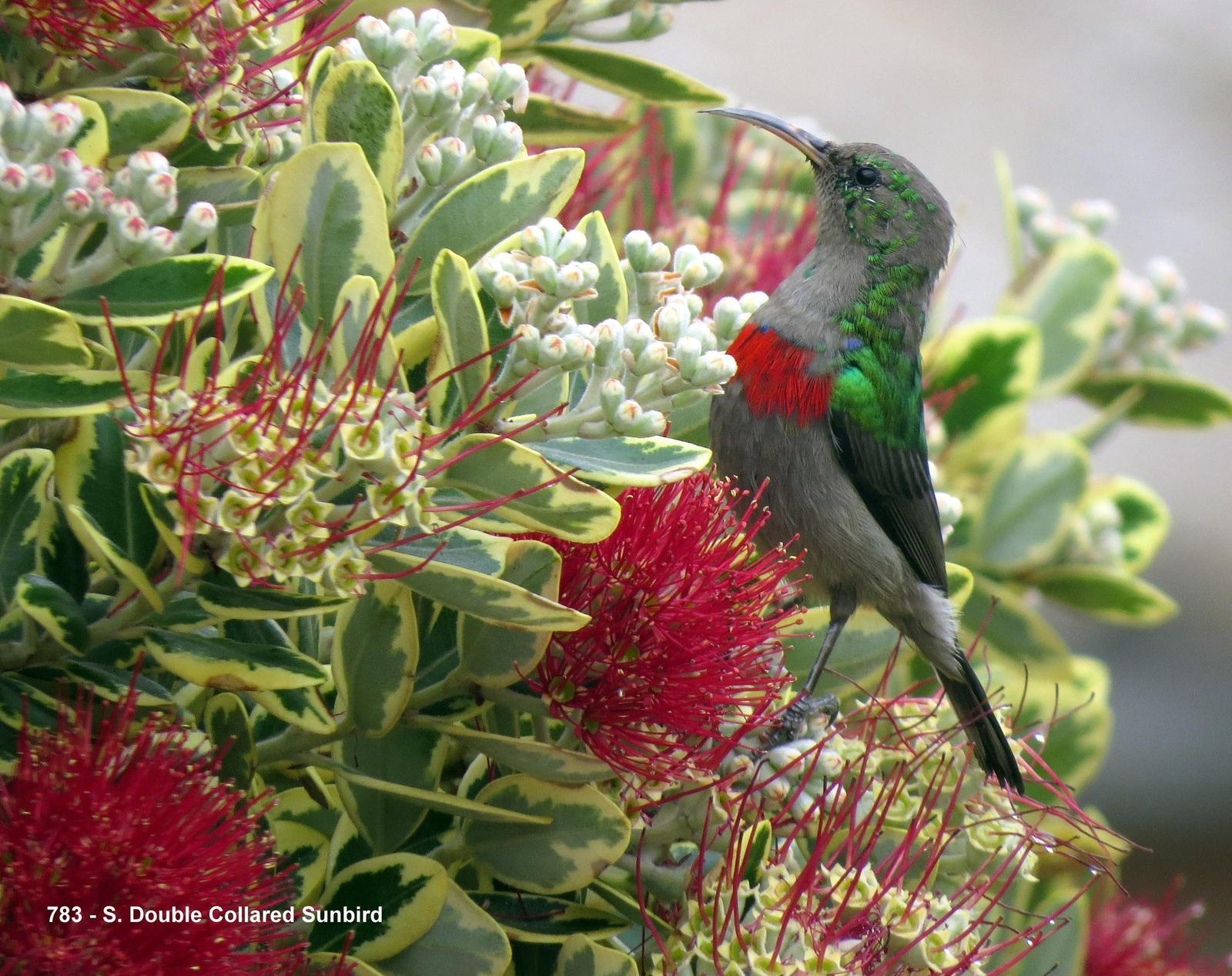 Southern Double-collared Sunbird Photo by Richard  Lowe
