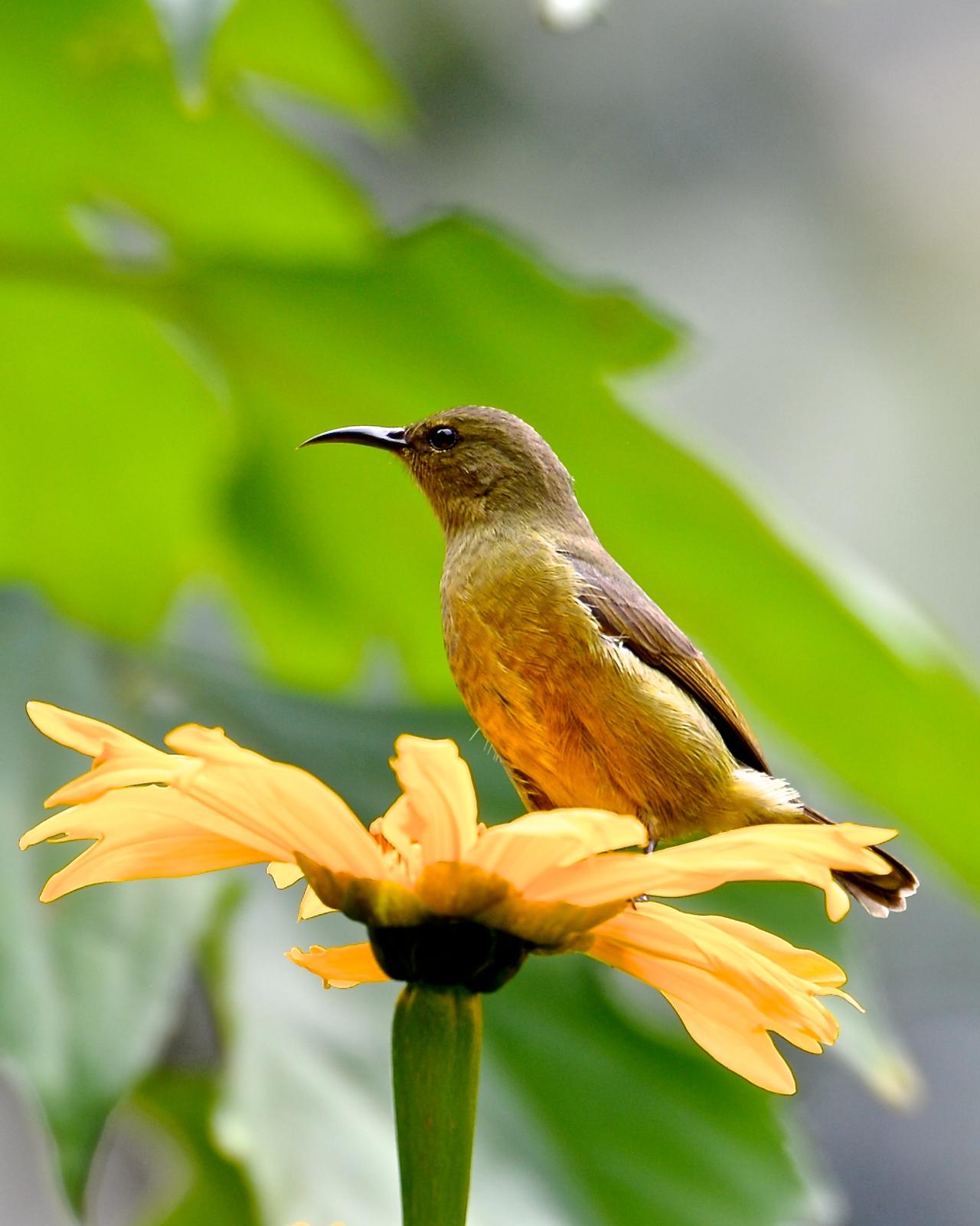 Stuhlmann's Sunbird Photo by Gerald Friesen