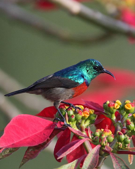 Northern Double-collared Sunbird Photo by Jack Jeffrey