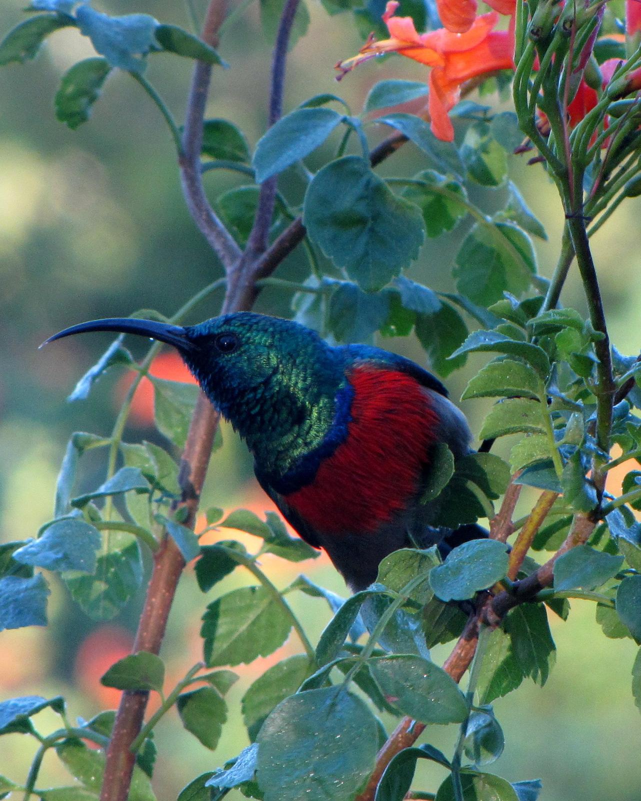 Greater Double-collared Sunbird Photo by Richard  Lowe