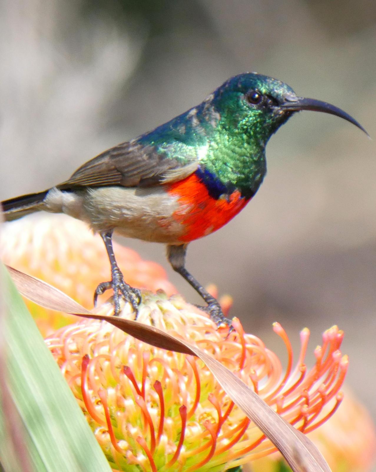 Greater Double-collared Sunbird Photo by Peter Lowe