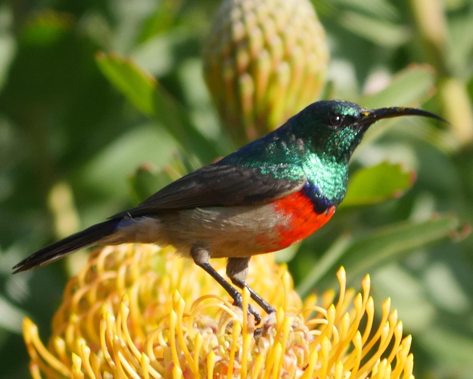 Greater Double-collared Sunbird Photo by Peter Lowe