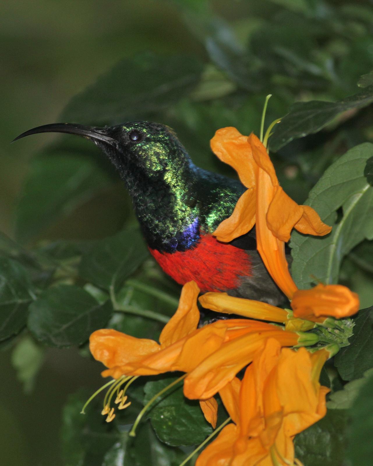 Greater Double-collared Sunbird Photo by Alex Lamoreaux