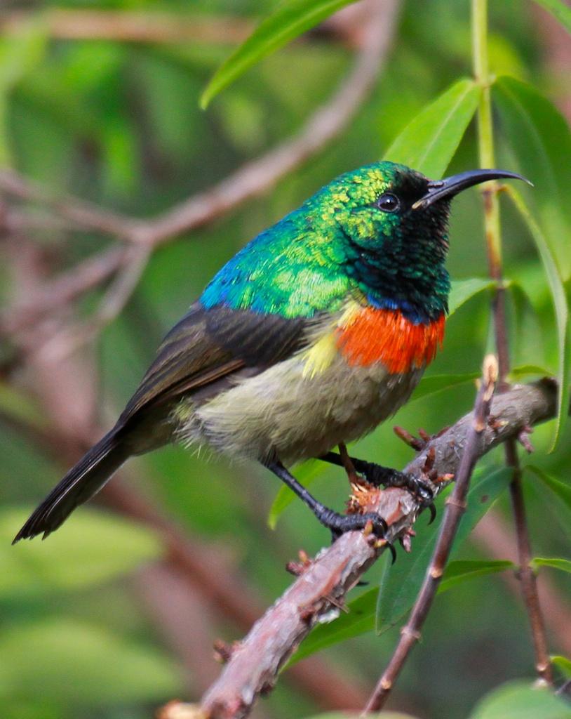 Eastern Double-collared Sunbird Photo by Ed Harper