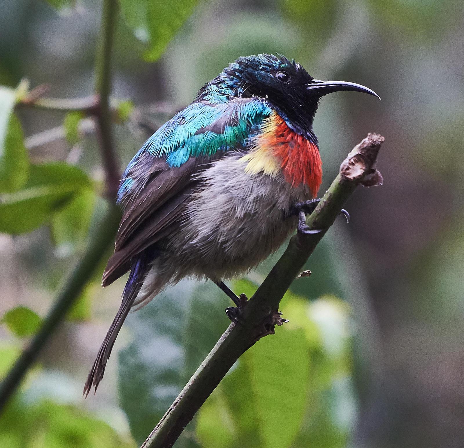 Eastern Double-collared Sunbird Photo by Steven Cheong