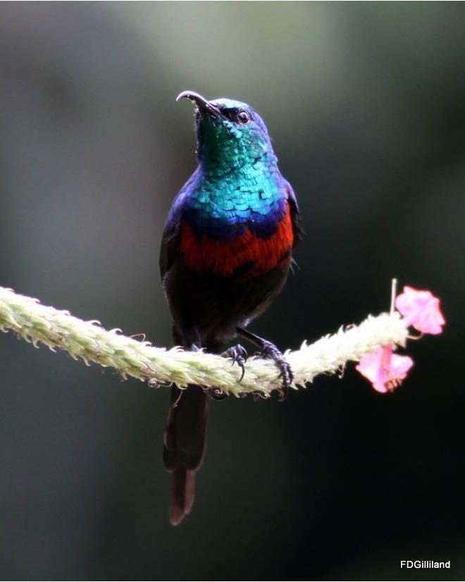 Red-chested Sunbird Photo by Frank Gilliland