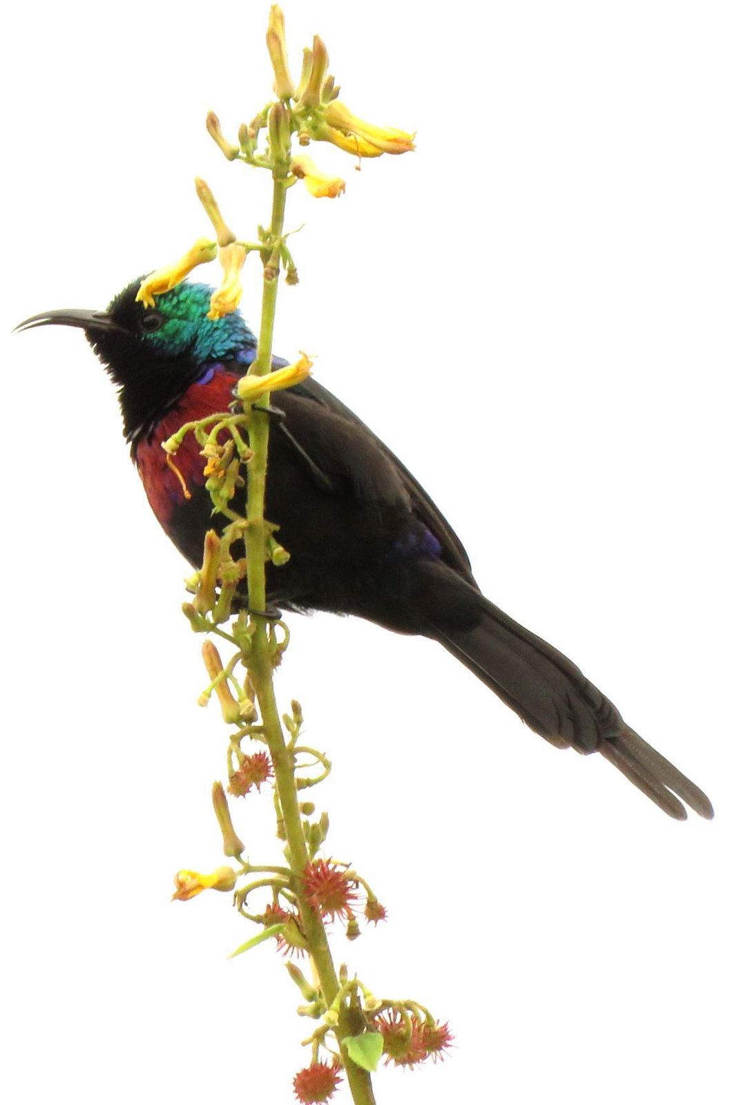 Red-chested Sunbird Photo by Cyndee Pelt