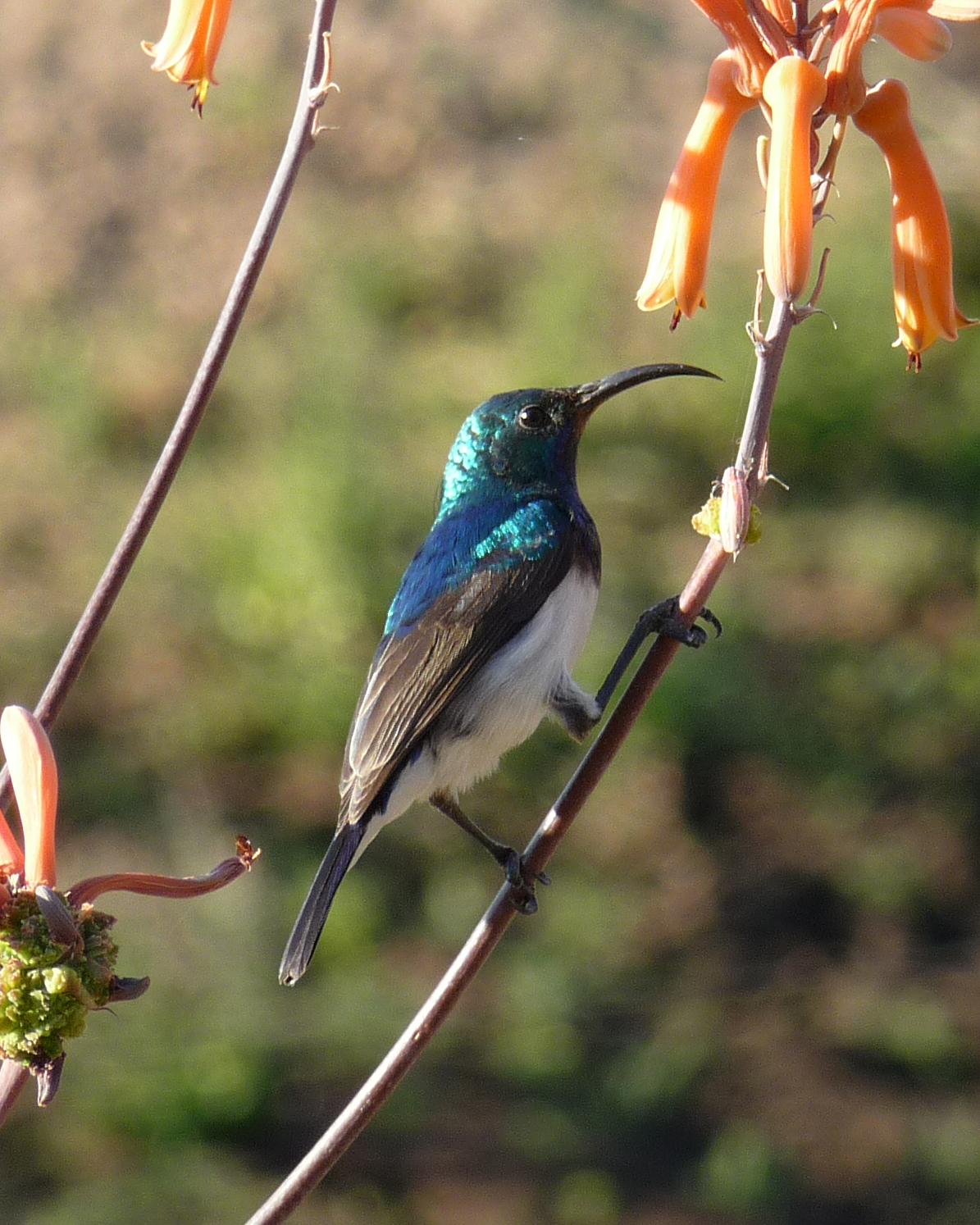 White-breasted Sunbird Photo by Henk Baptist