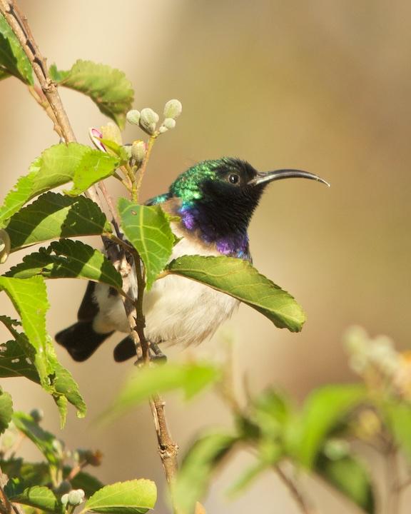 White-breasted Sunbird Photo by Denis Rivard