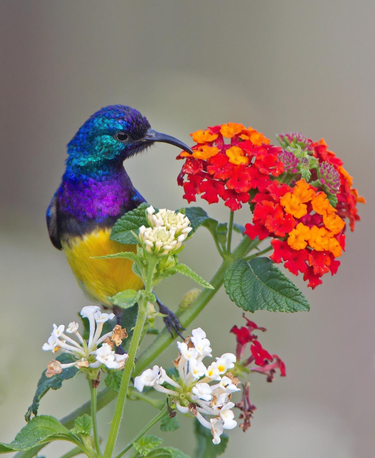 Variable Sunbird Photo by Robert Palmer