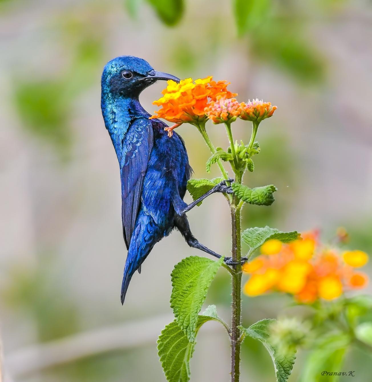 Purple Sunbird Photo by pranav Kumar