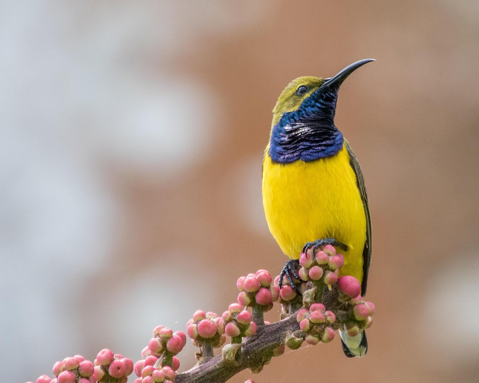 Olive-backed Sunbird Photo by Mark Baldwin