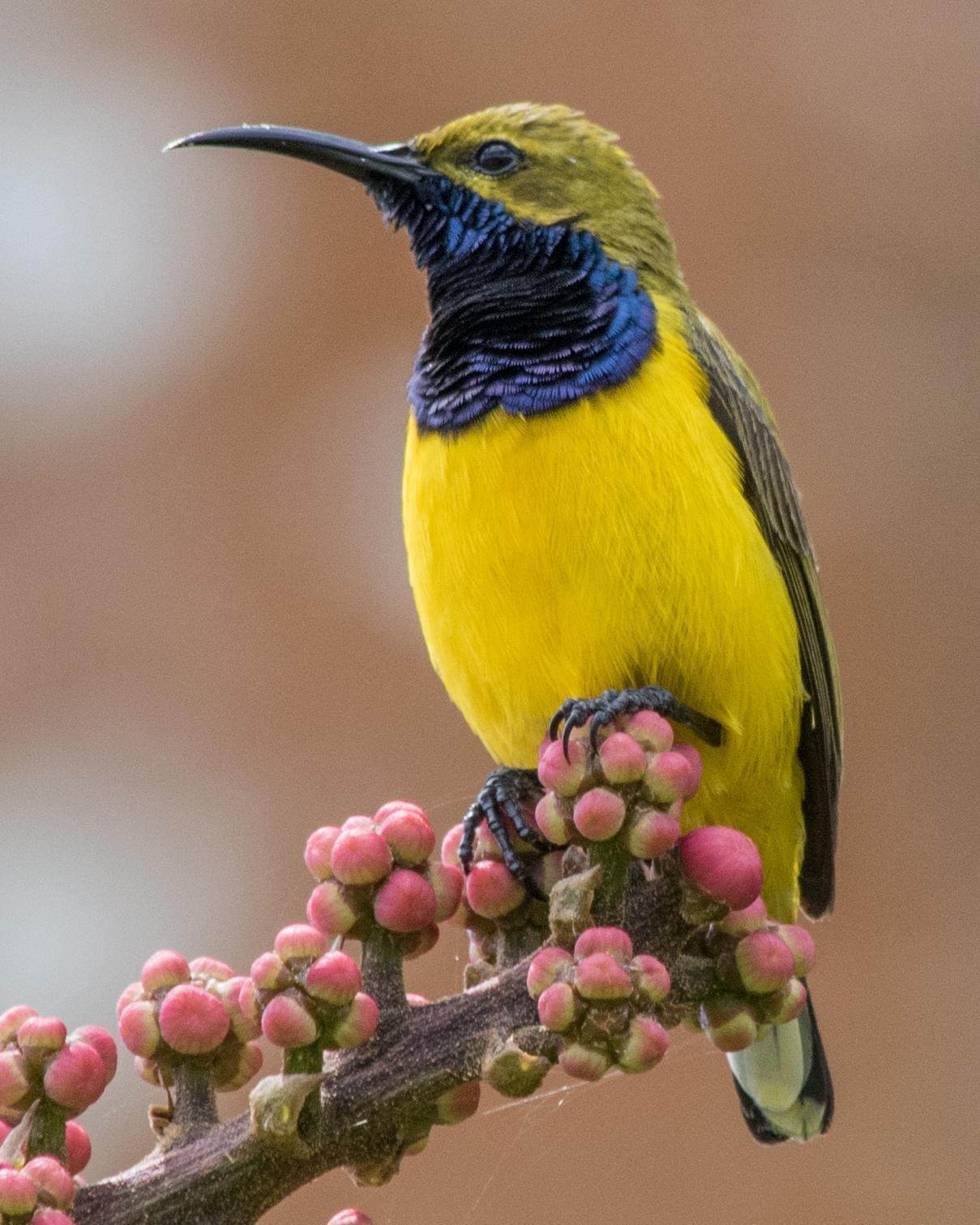 Olive-backed Sunbird Photo by Mark Baldwin