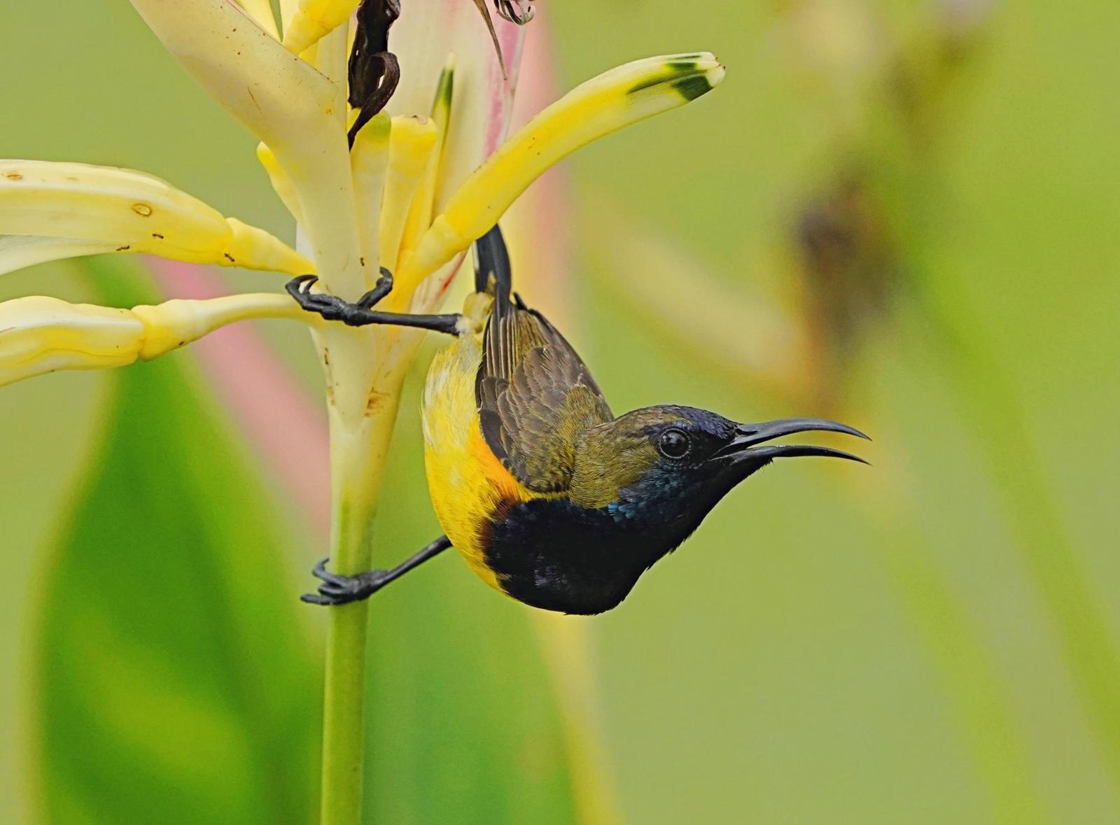 Olive-backed Sunbird Photo by Steven Cheong