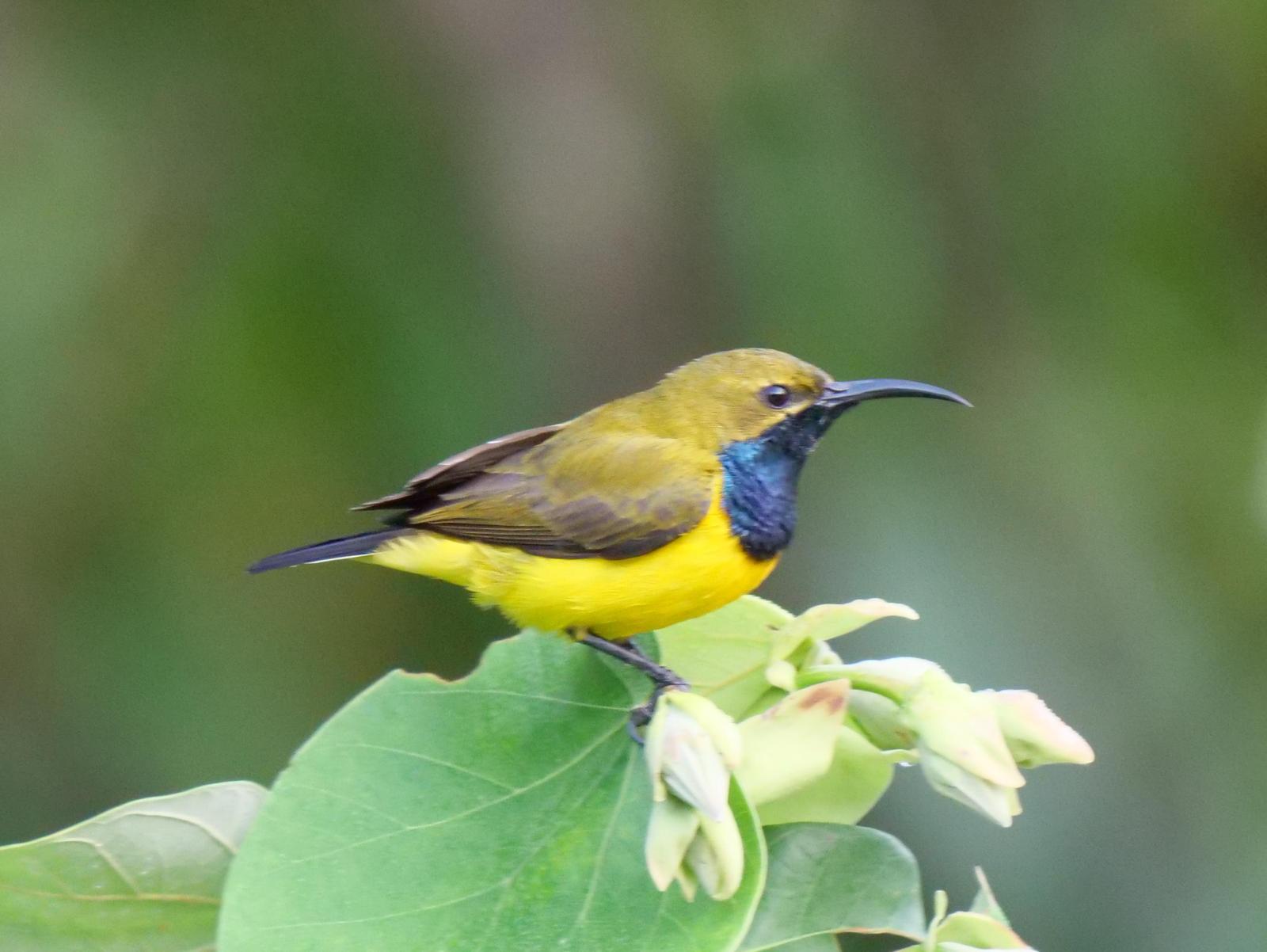 Olive-backed Sunbird Photo by Peter Lowe