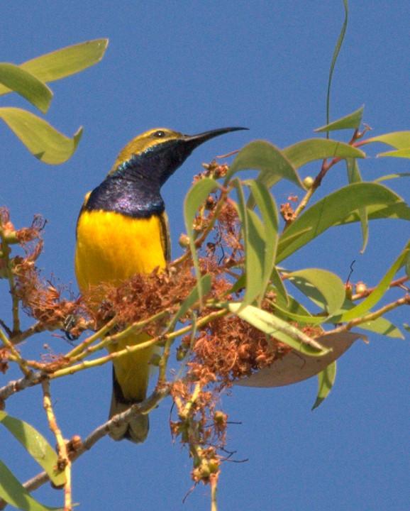 Olive-backed Sunbird Photo by Mat Gilfedder
