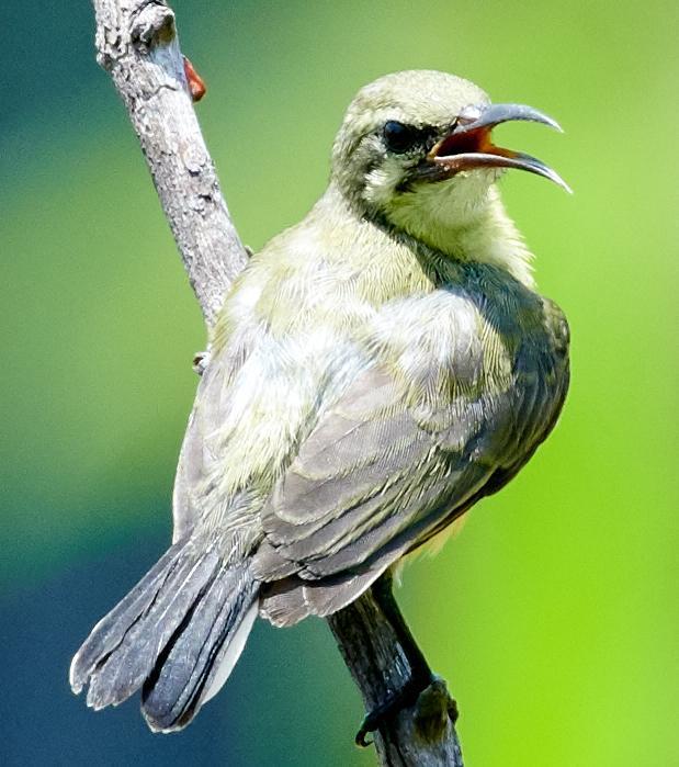Olive-backed Sunbird Photo by Mohammed Ambah