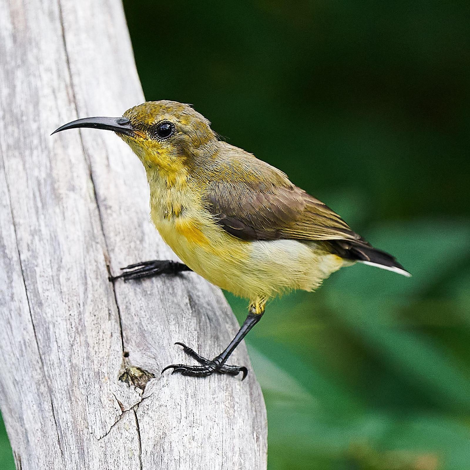 Olive-backed Sunbird Photo by Steven Cheong