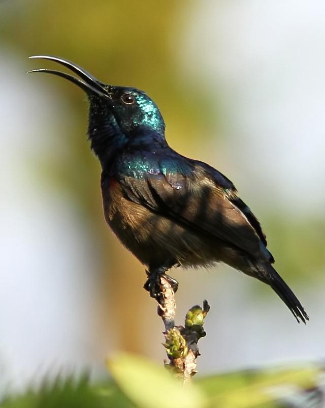 Loten's Sunbird Photo by Garima Bhatia