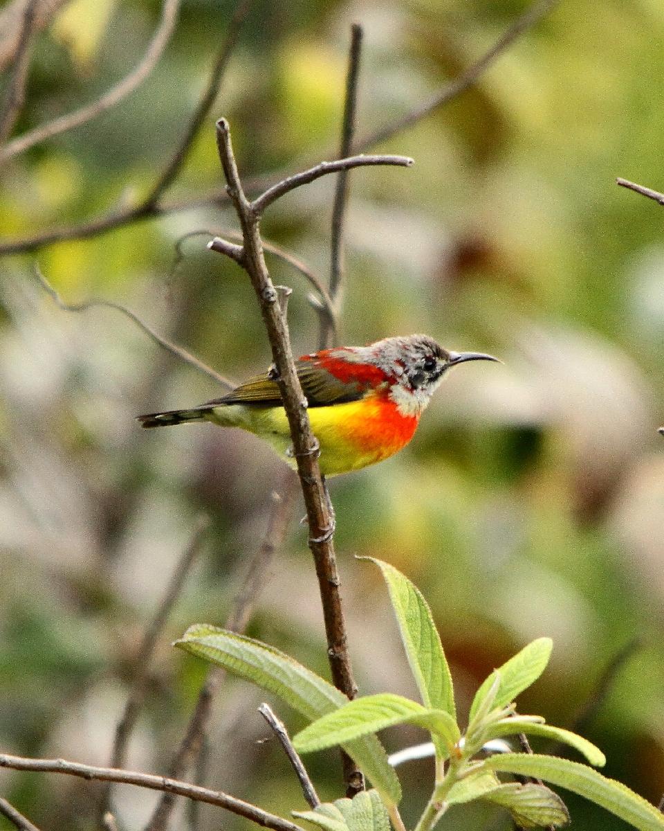 Mrs. Gould's Sunbird Photo by Chris Lansdell