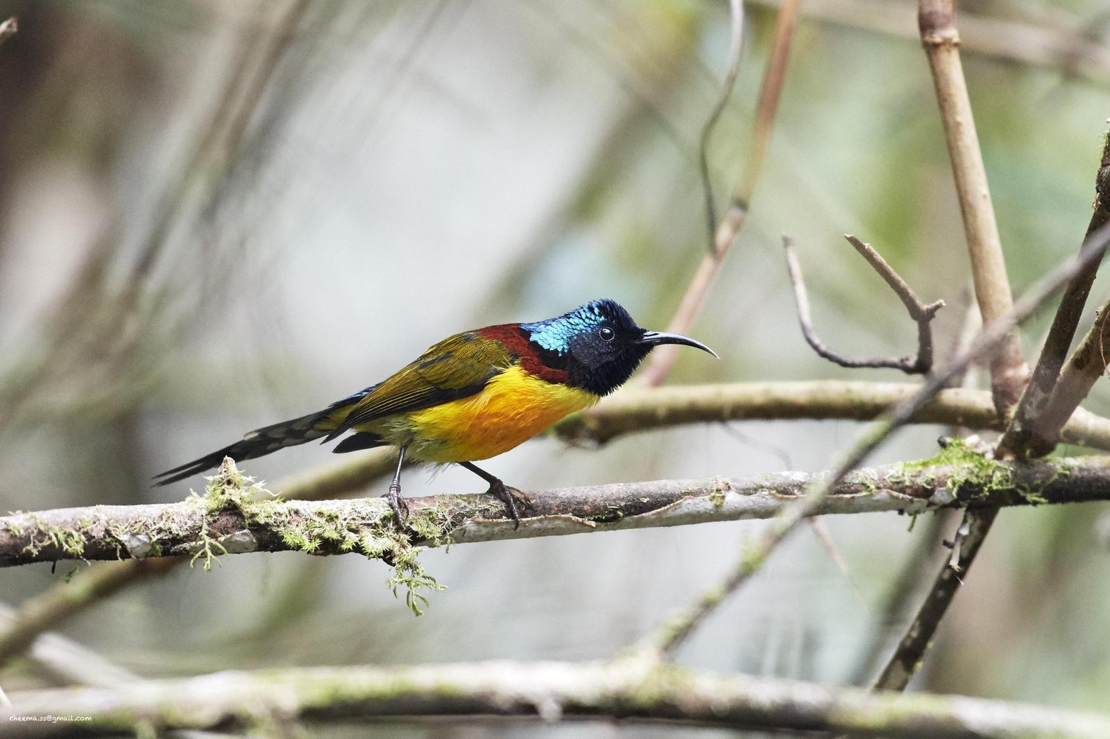 Green-tailed Sunbird Photo by Simepreet Cheema