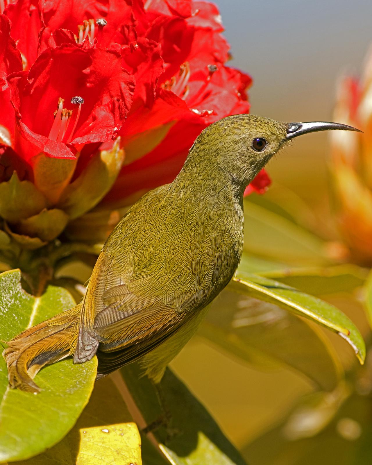 Green-tailed Sunbird Photo by Alex Vargas