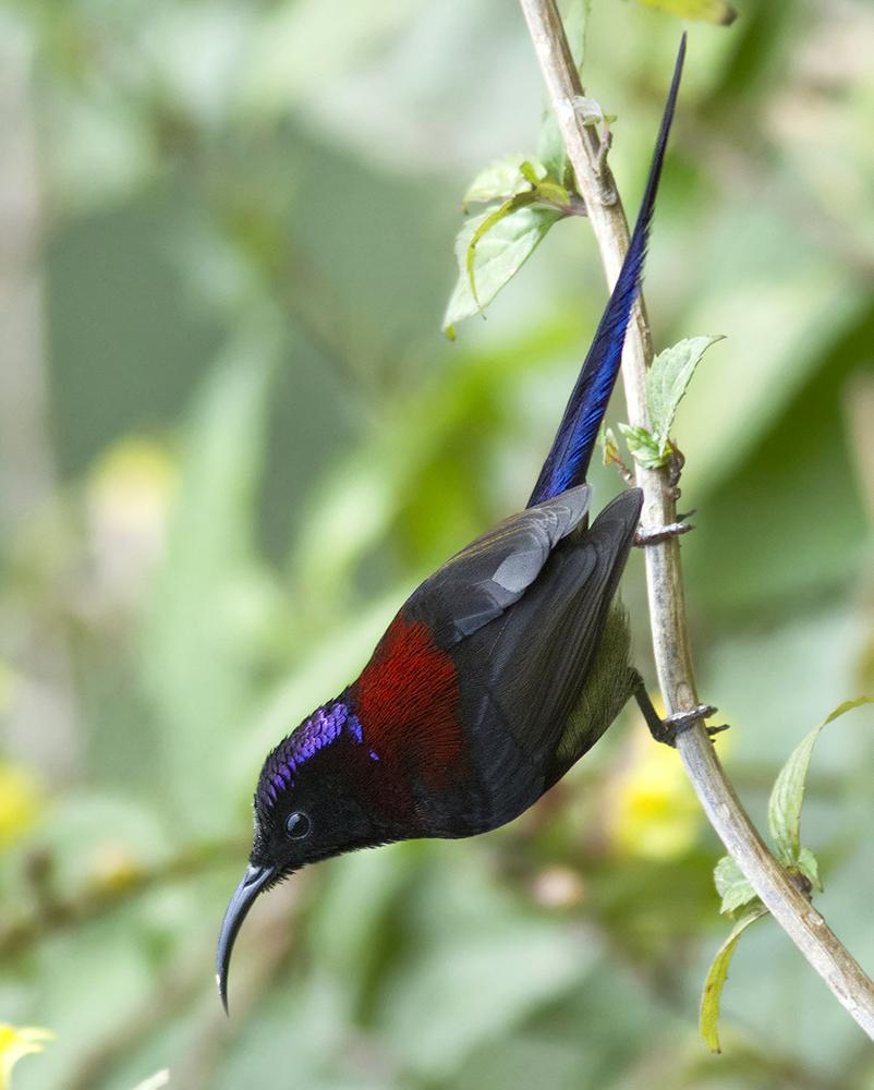 Black-throated Sunbird Photo by Garima Bhatia