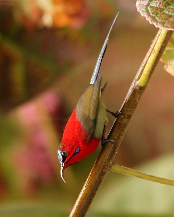 Crimson Sunbird Photo by Garima Bhatia