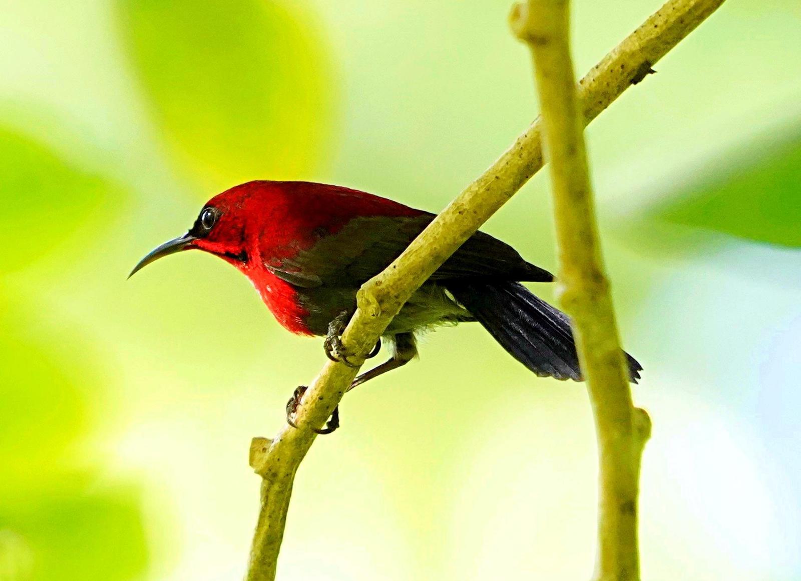 Crimson Sunbird Photo by Steven Cheong