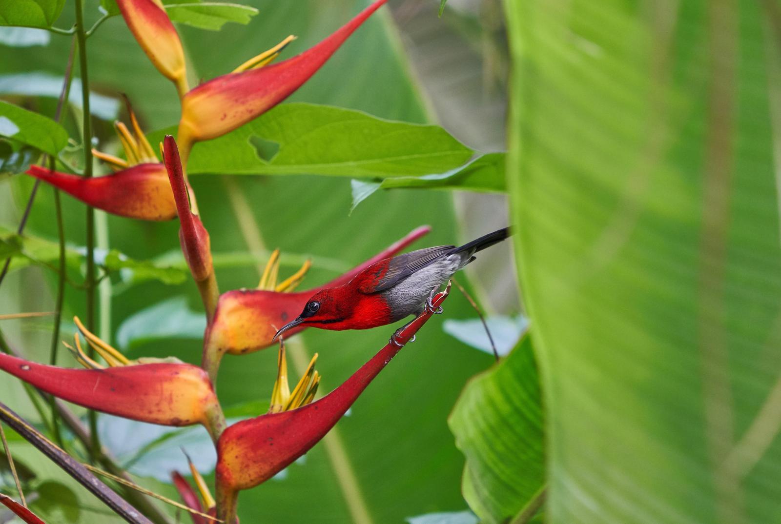 Crimson Sunbird Photo by Steven Cheong