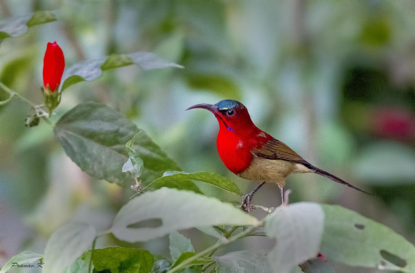 Crimson Sunbird Photo by pranav Kumar