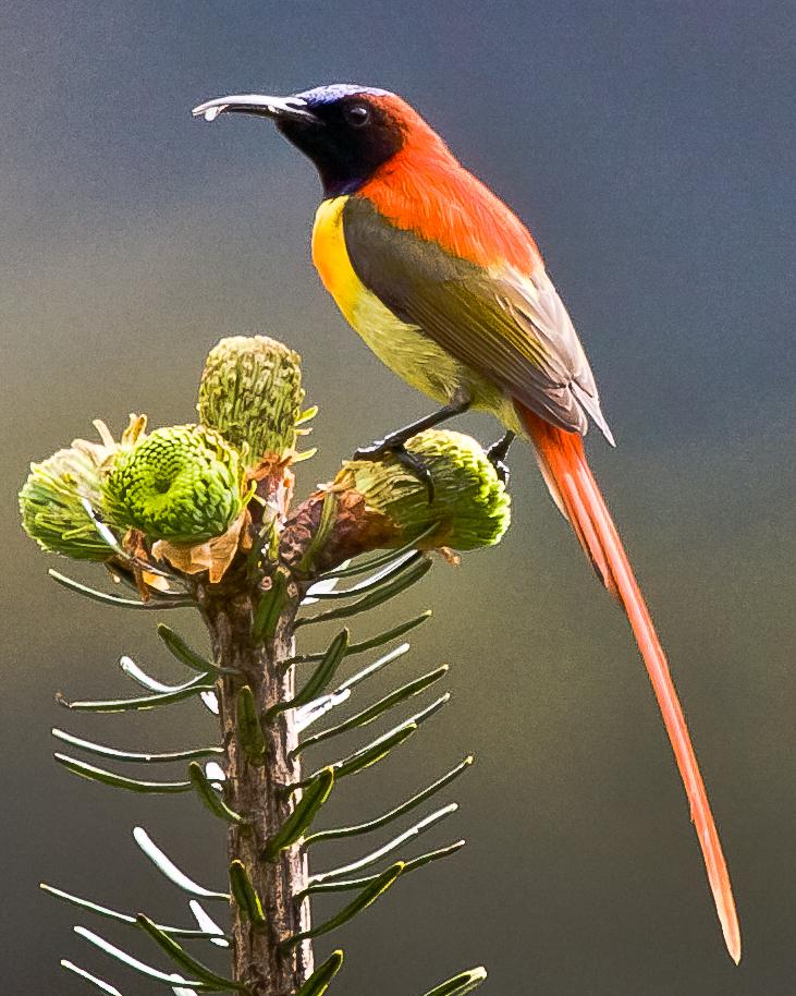 Fire-tailed Sunbird Photo by Rahul Kaushik