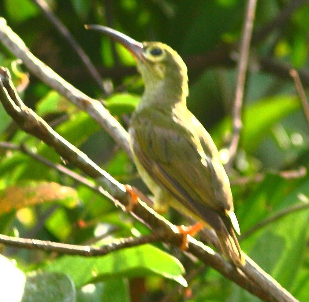 Spectacled Spiderhunter Photo by Lee Harding