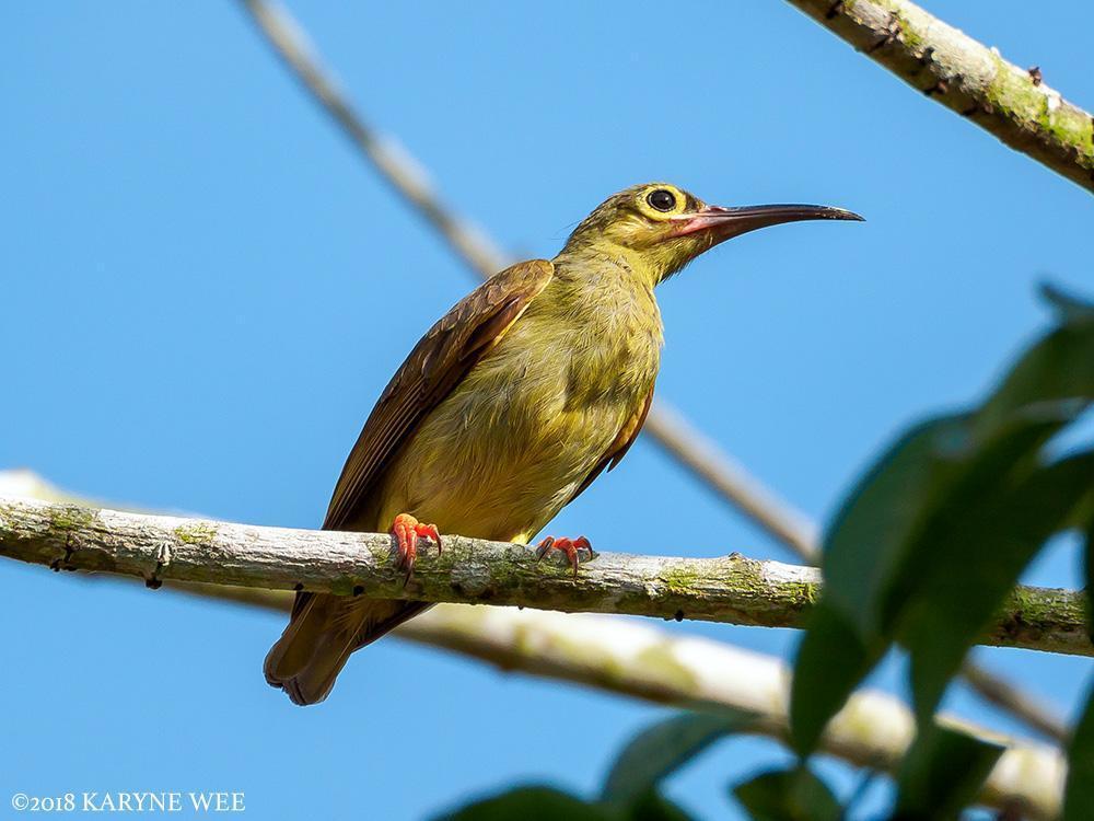 Spectacled Spiderhunter Photo by Karyne Wee