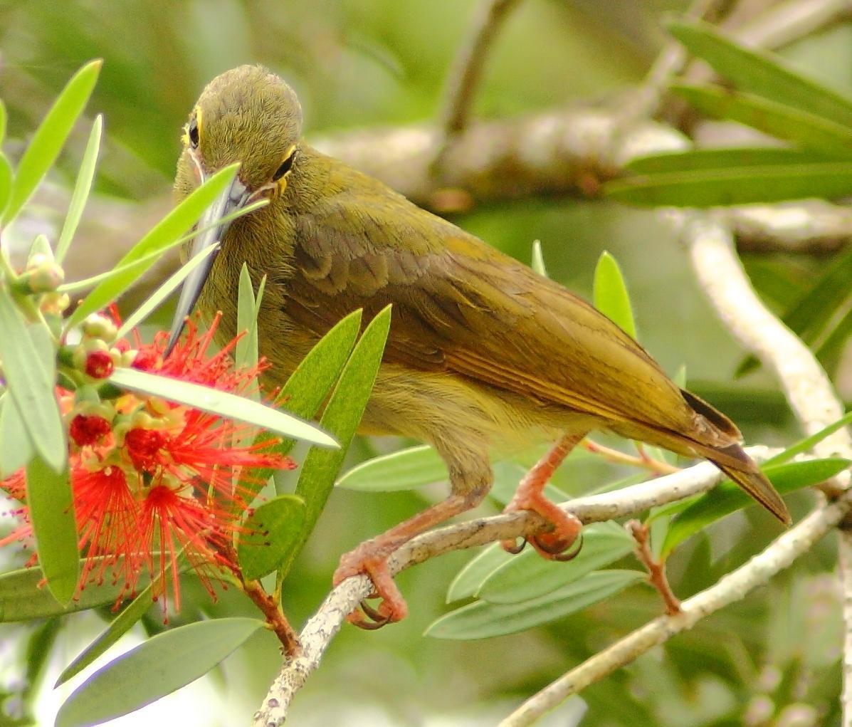 Yellow-eared Spiderhunter Photo by Lee Harding