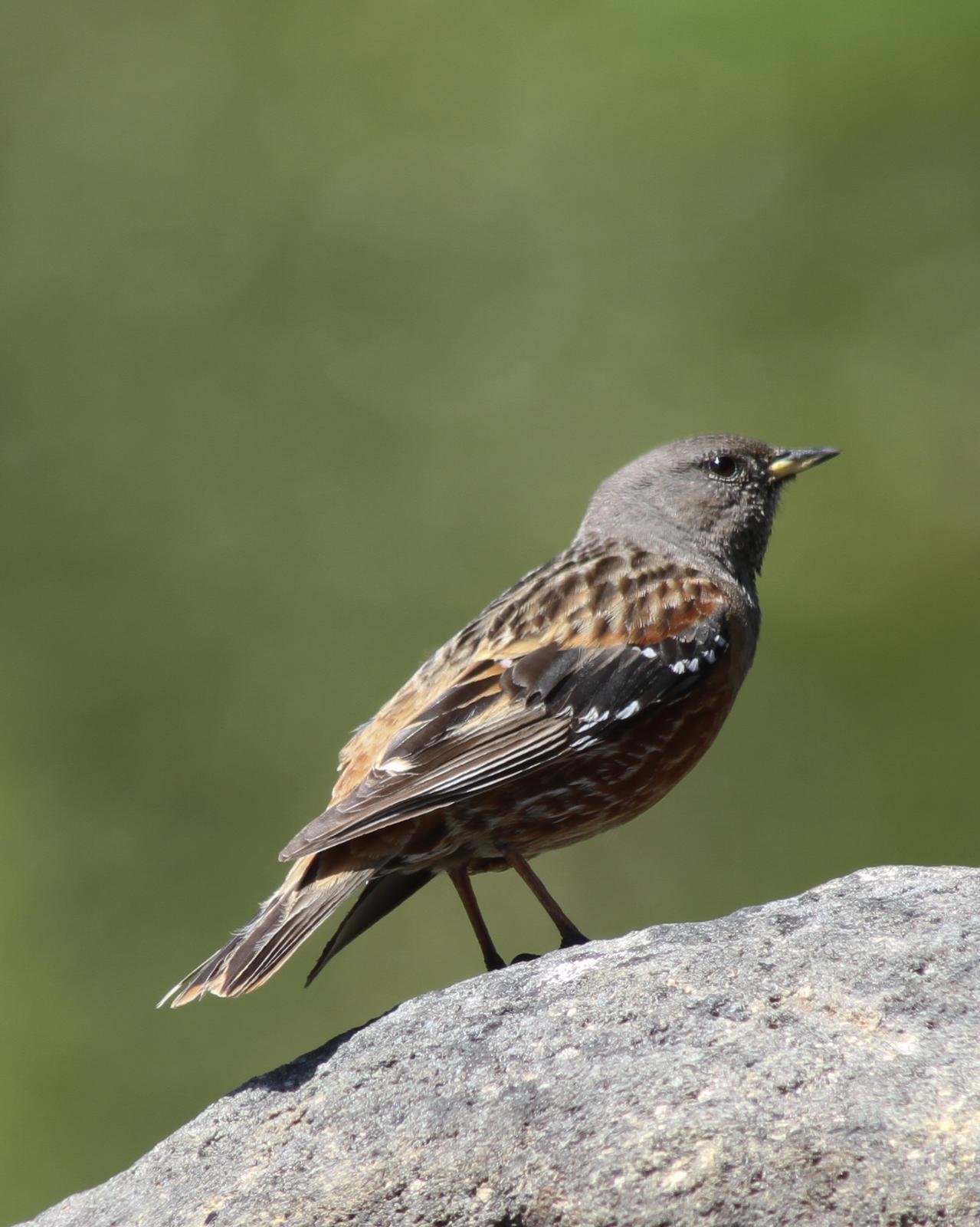 Alpine Accentor Photo by Kasia  Ganderska Someya 