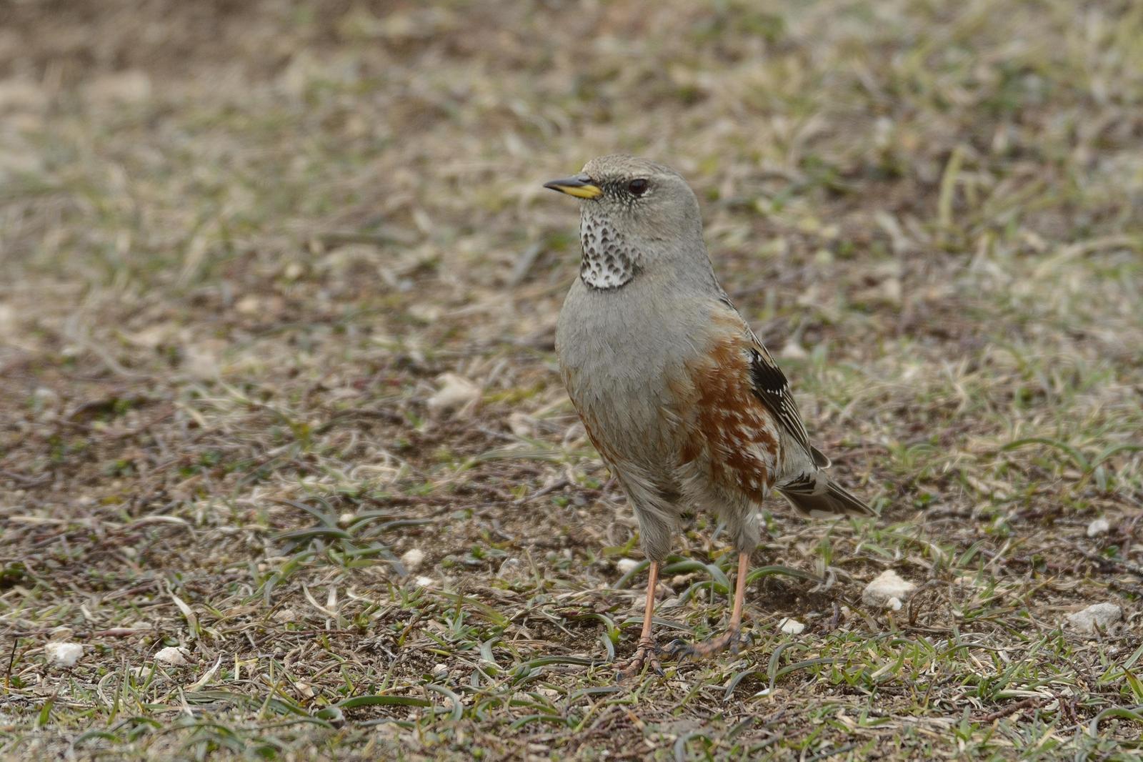 Alpine Accentor Photo by Andres Rios