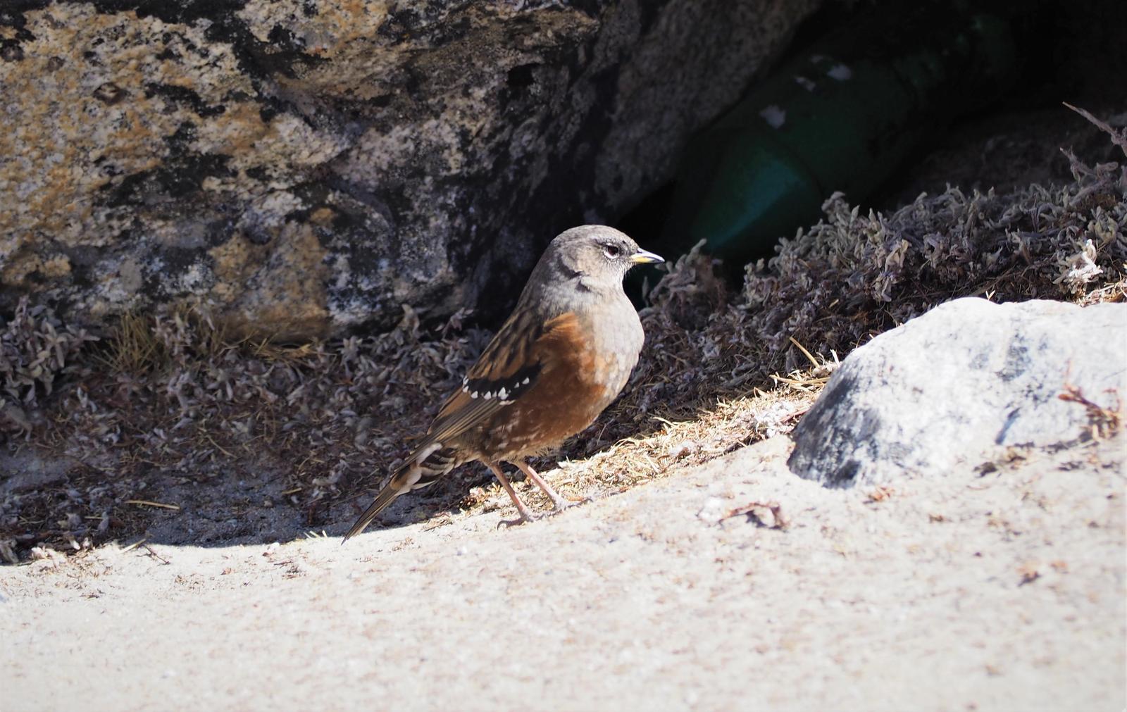 Alpine Accentor Photo by Colin Hill