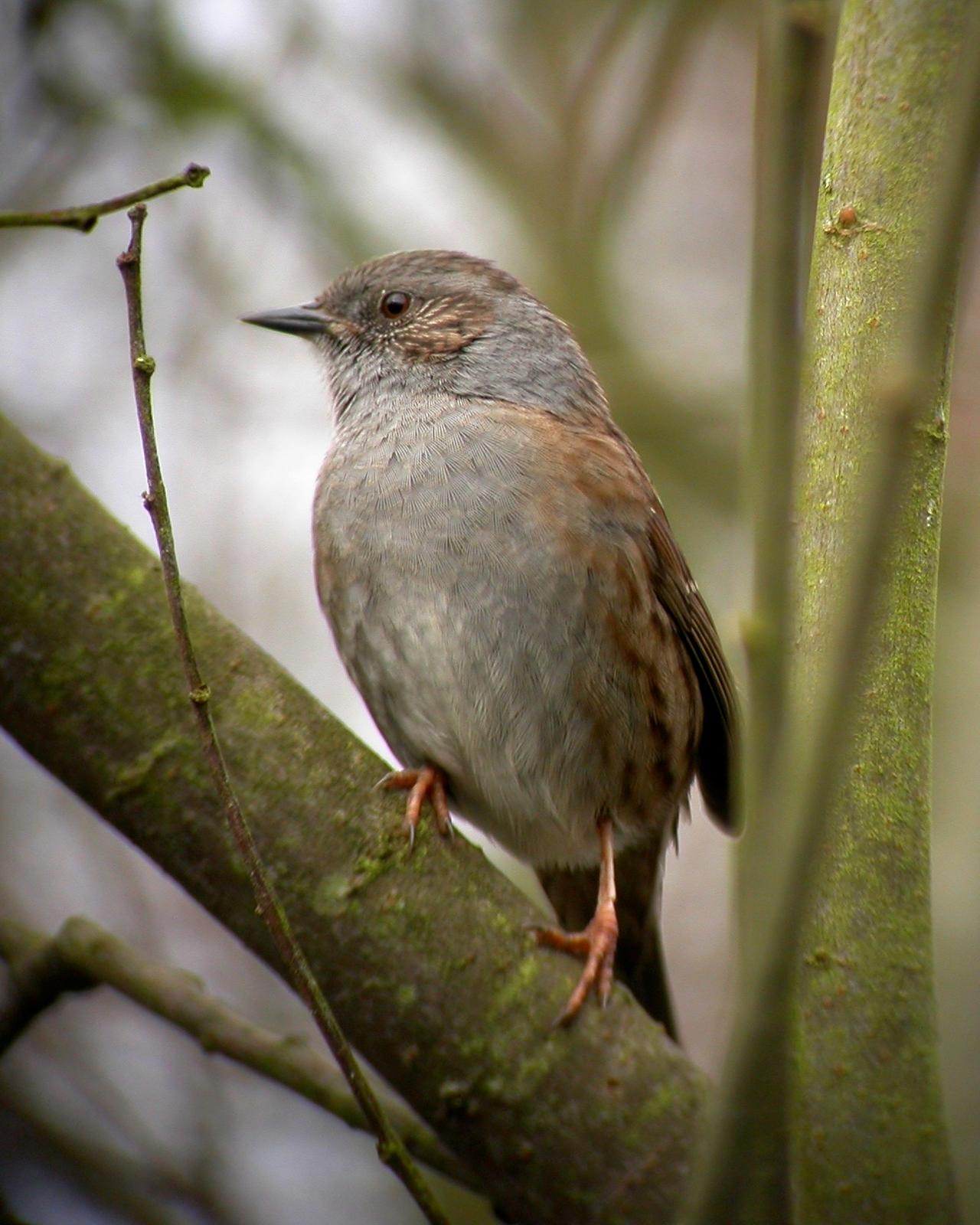 Dunnock Photo by Sean Fitzgerald