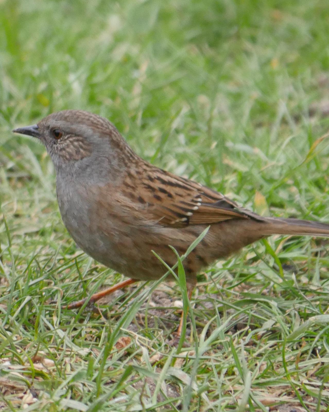Dunnock Photo by Peter Lowe