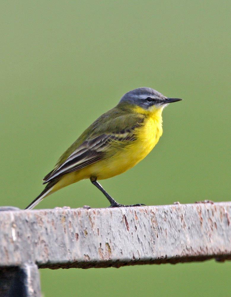 Western Yellow Wagtail Photo by Peter Boesman